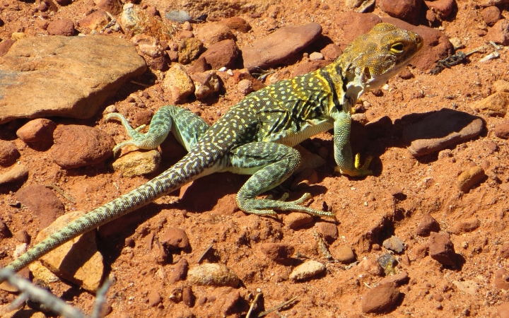 A yellow and green lizard rests on a red rocks
